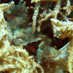 Hiding Scorpion Fish - Taken at Twin Rocks dive site in A... by Arthur Castillo 